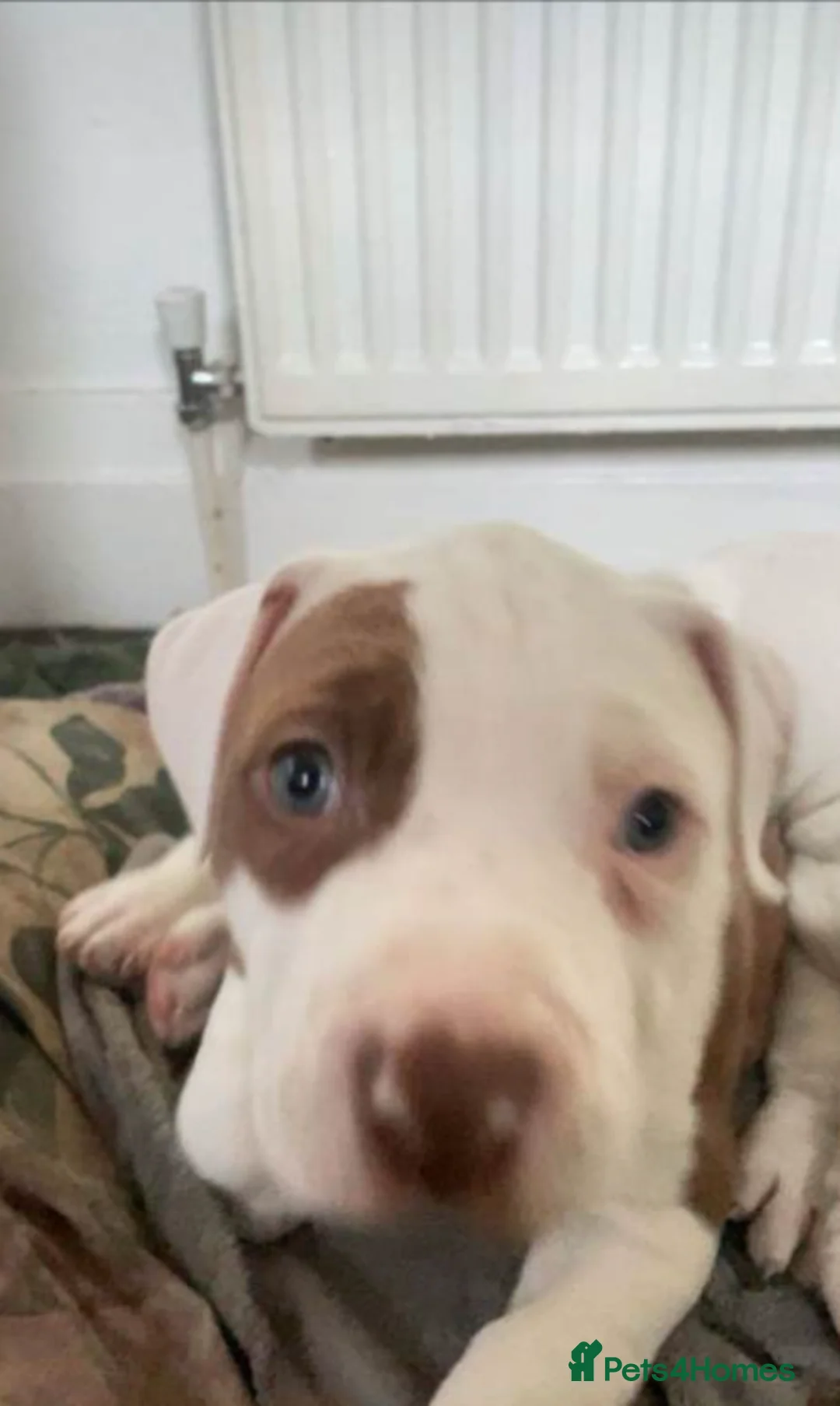 American Bulldog dogs for sale: Beautiful American Bulldog Puppies for Sale  in Nottingham - Advert 5
