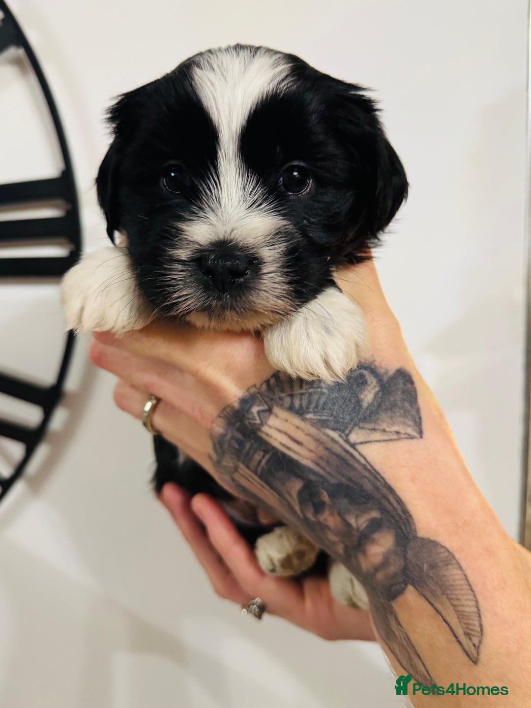 Tibetan Terrier dogs for sale: KC Reg, Fully Health Tested Tibetan Pups - Image 7