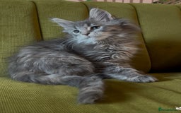 Maine Coon cats for sale: Maine Coon girls READY NOW Russian sired  - Image 2
