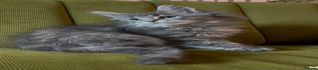 Maine Coon Kitten 1