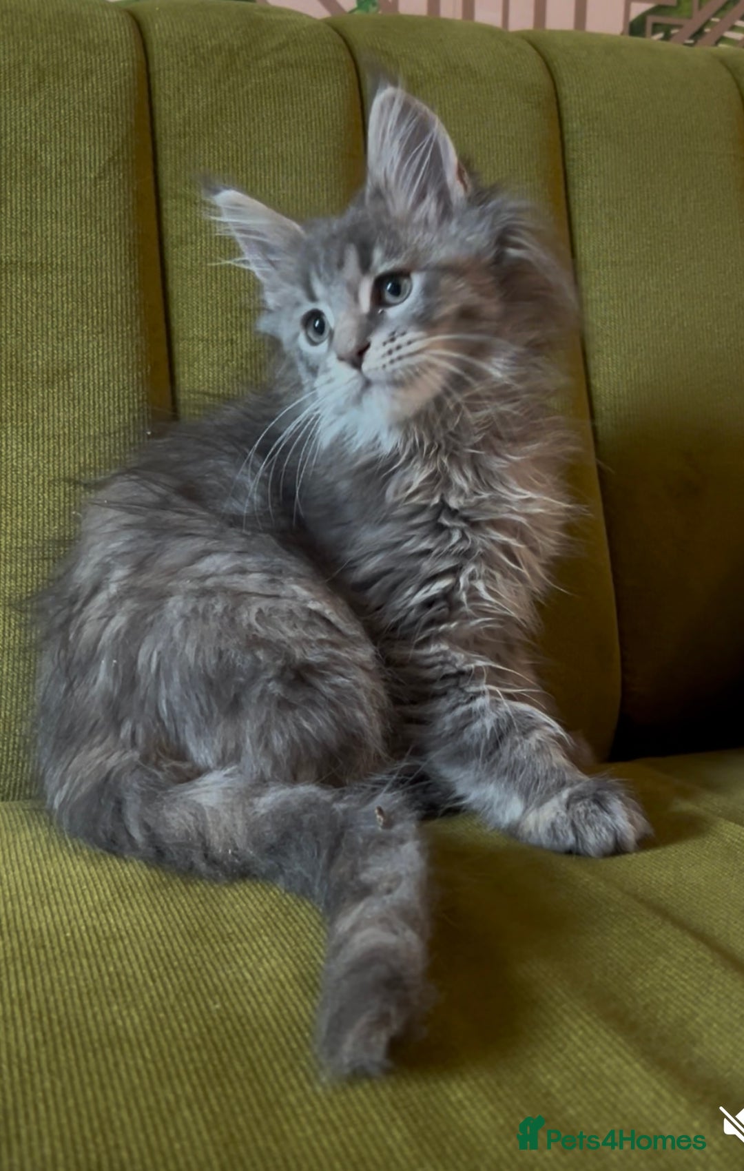 Maine Coon cats for sale: Maine Coon girls READY NOW Russian sired  - Image 2