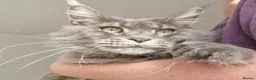 Maine Coon cats for sale: Maine coon  - Advert 5