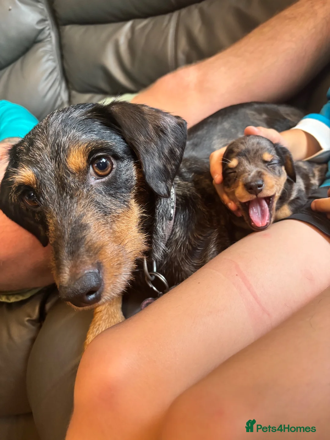 Mixed Breed dogs for sale: Dauschund x Pomeranian  in Wells-next-the-Sea - Advert 1