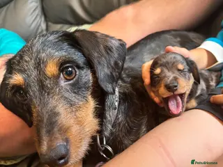 Mixed Breed dogs Dauschund x Pomeranian - Advert 4