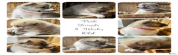 Siberian Husky dogs for sale: Husky Puppies in Warrington - Advert 6