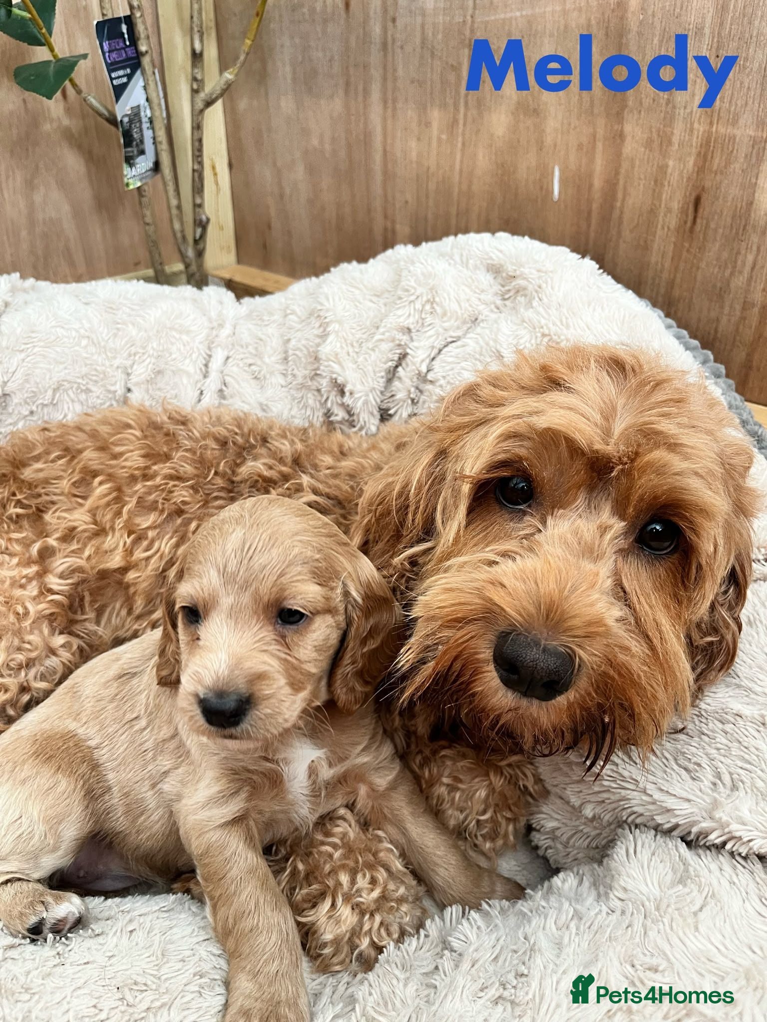 Cockapoo dogs Beautiful Cockapoo F1B Puppies  🐶❤️ - Advert 2