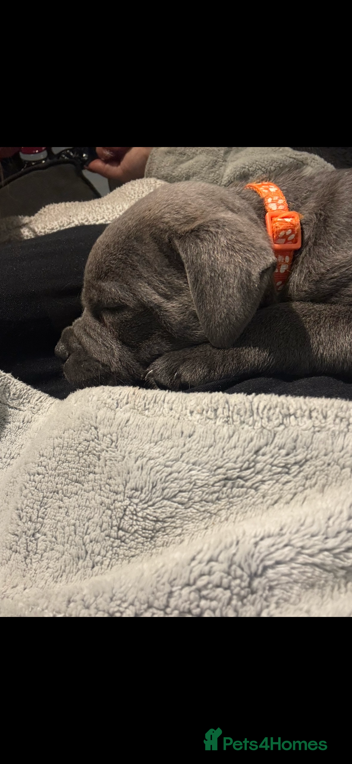 Staffordshire Bull Terrier dogs Blue KC reg BULLSCAFF Staffordshire bull terriers  - Advert 7