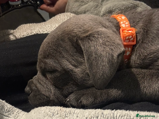 Staffordshire Bull Terrier dogs Blue KC reg BULLSCAFF Staffordshire bull terriers - Advert 7