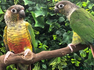 Conures birds Conures - Advert 4