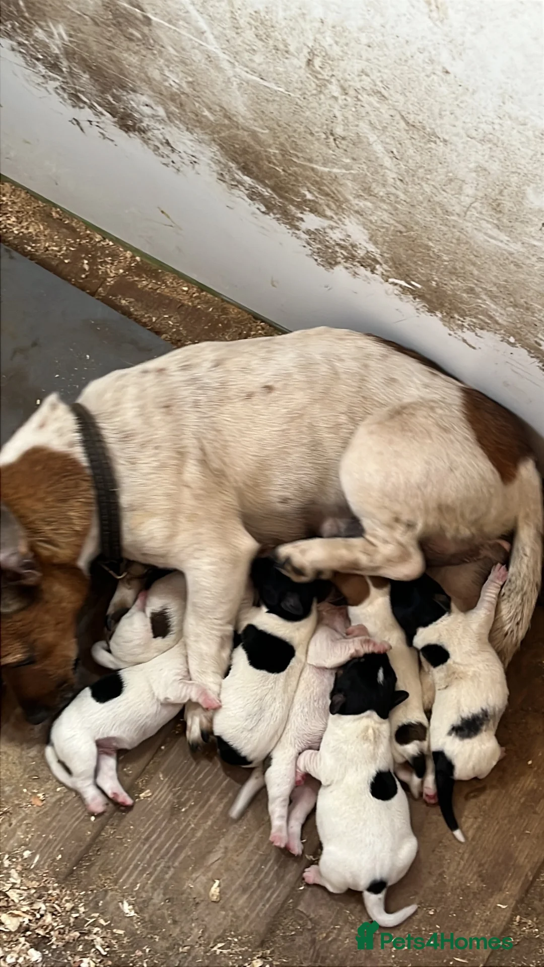 Jack Russell dogs for sale: 5 male Jack Russell puppies ready to go - Advert 35