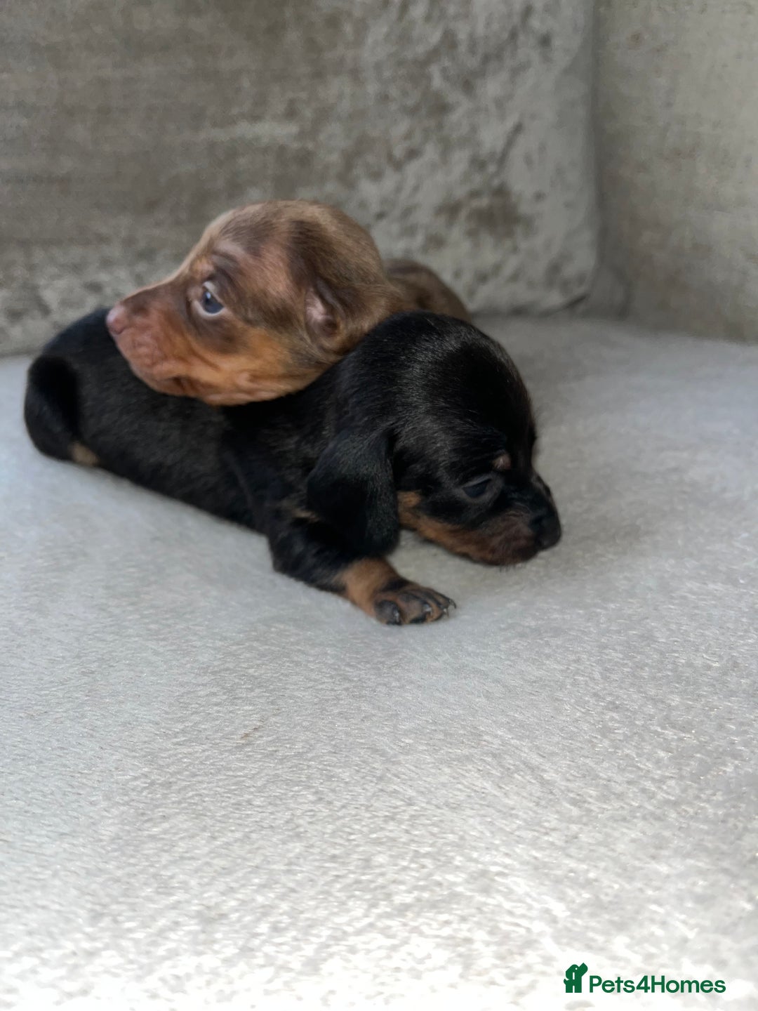 Miniature Dachshund dogs for sale: Miniature Dachshund Puppies  - Advert 18