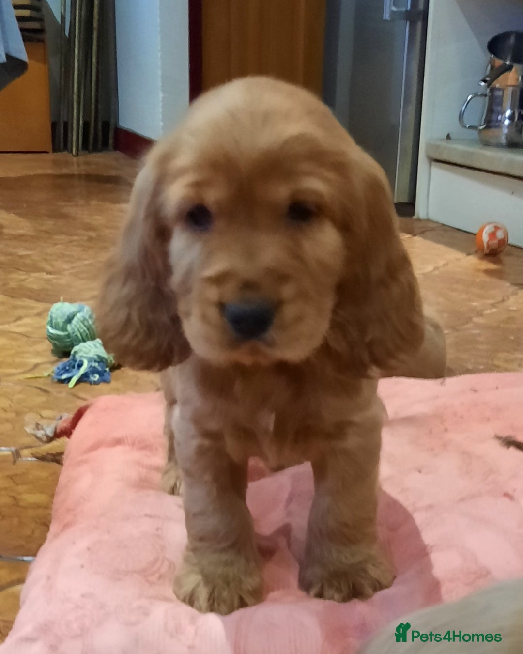 Cocker Spaniel dogs for sale: Golden cocker spaniel  - Image 1