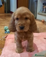 Cocker Spaniel dogs Golden cocker spaniel - Advert 15