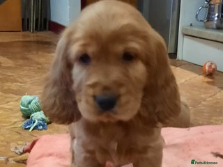 Cocker Spaniel dogs for sale - Advert 1
