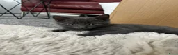 Mixed Breed cats for sale: Cats for Sale🐈🐈‍⬛ - Advert 6