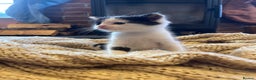 Domestic Shorthair cats for sale: Black & white kittens ready mid jan.  - Advert 3