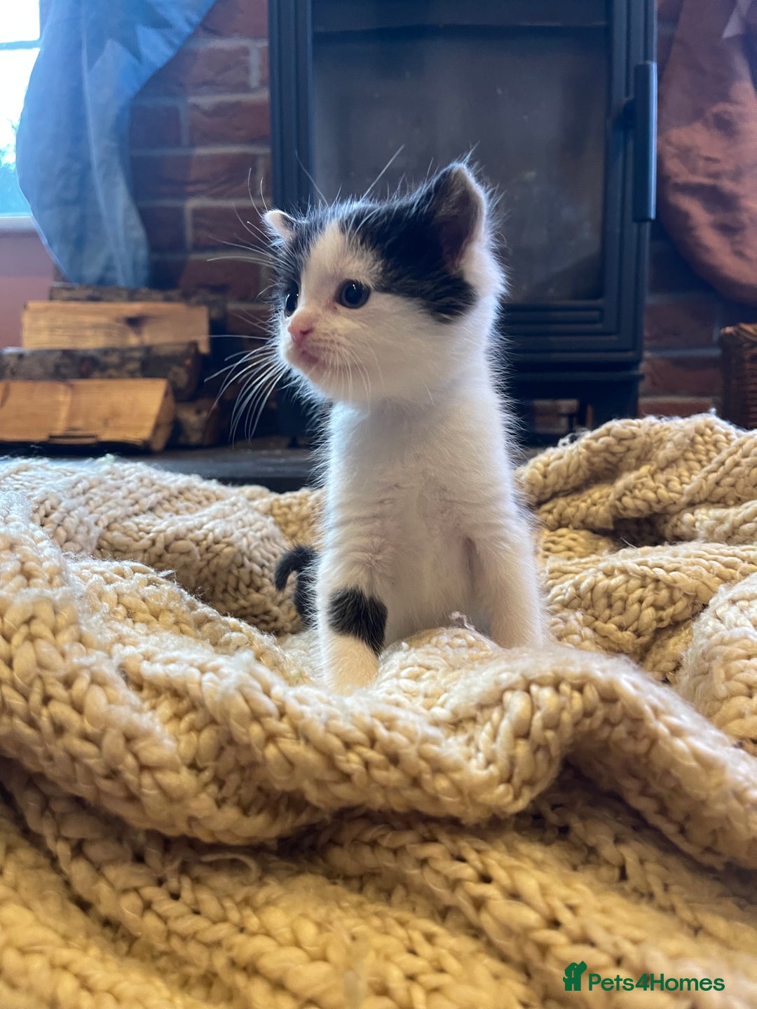 Domestic Shorthair cats for sale: Black & white kittens ready mid jan.  - Advert 3