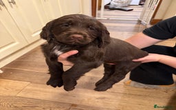 Sprocker dogs for sale: Sprocker puppies  - Image 6