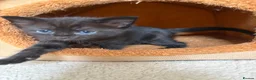 Mixed Breed cats for sale: Maine Coon mix kittens for sale - Advert 7