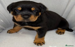 Rottweiler dogs for sale: **Stunning Rottweiler Puppies** - Image 13