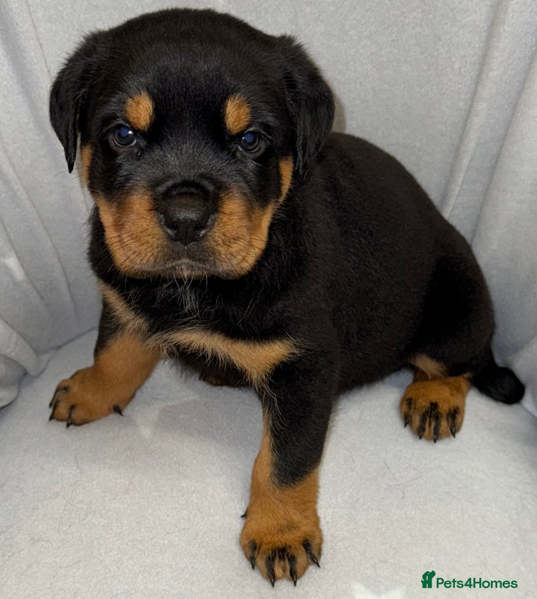 Rottweiler dogs for sale: **Stunning Rottweiler Puppies** - Image 13