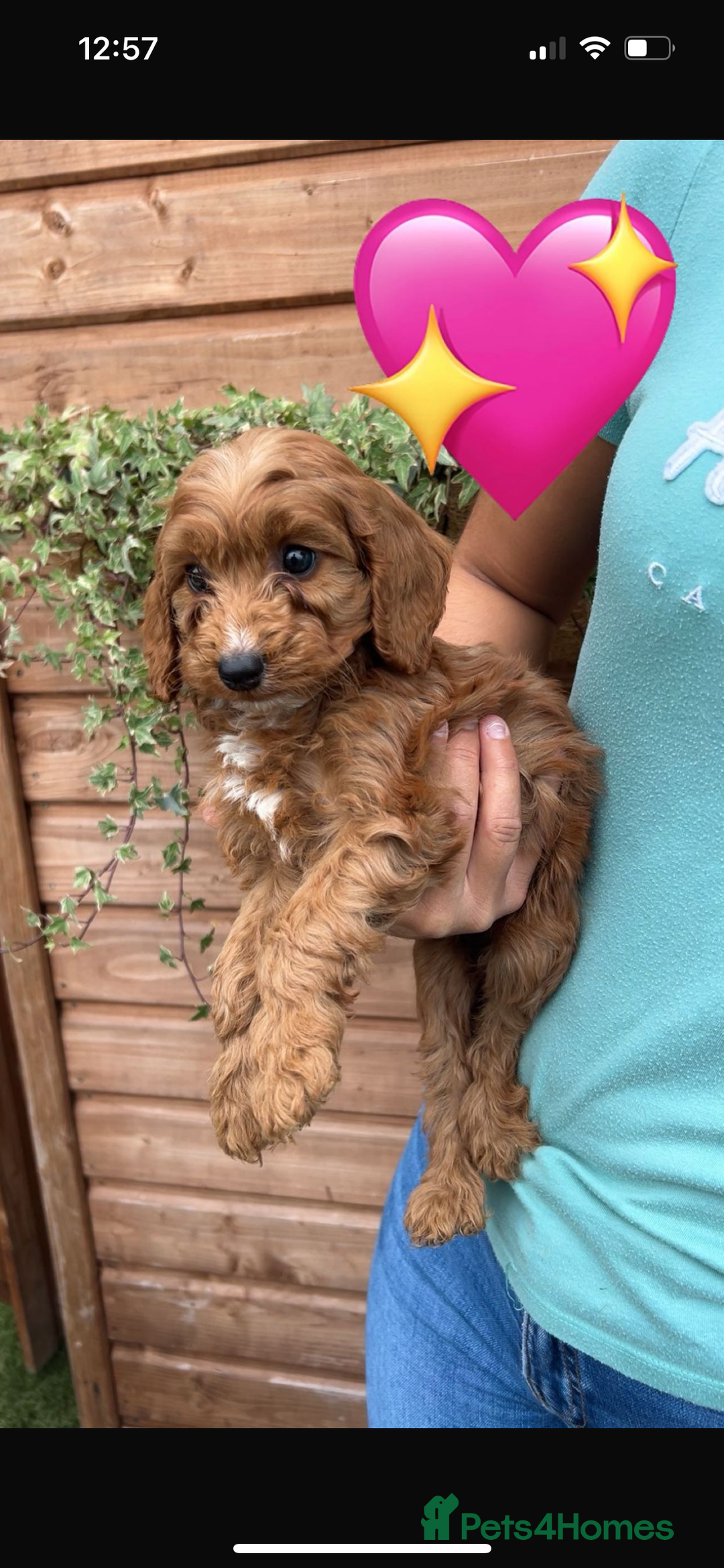 Cockapoo dogs for sale: Cockapoo puppies  - Image 16
