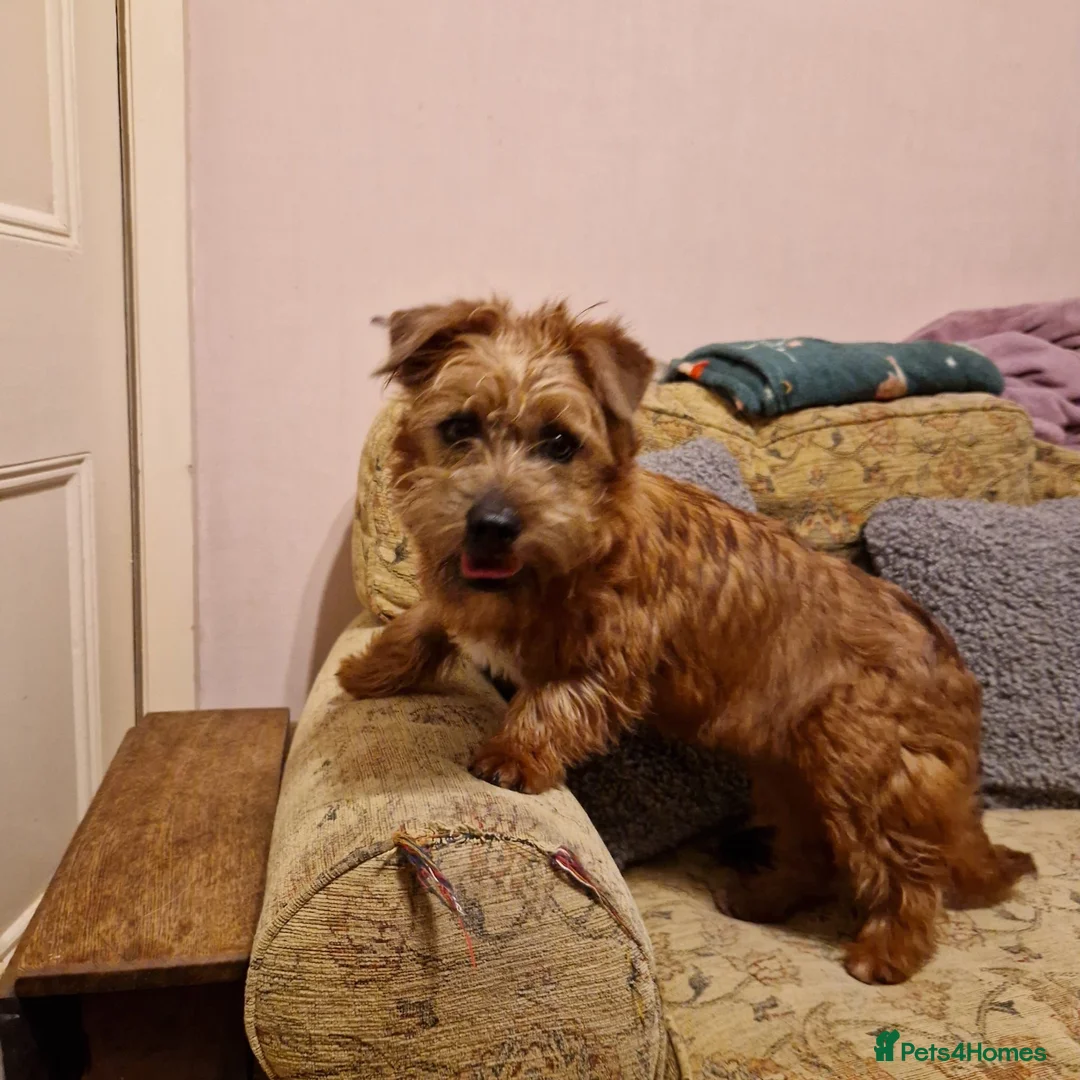 Mixed Breed dogs for adoption: Edy 💙 in Milton Keynes - Advert 3