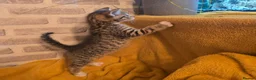 Mixed Breed cats for sale:  Ready to go to their forever homes - Advert 6