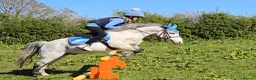 Irish Cob horses for sale: Welsh grey gelding 12hh bold, brave & safe - Advert 14