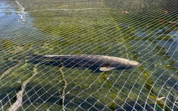 Koi Carp fish for sale: mixed koa - Image 3