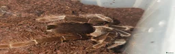 Tarantulas invertebrates for sale: tarantulas, Scorpions, Geckos,bugs and snails. - Advert 13