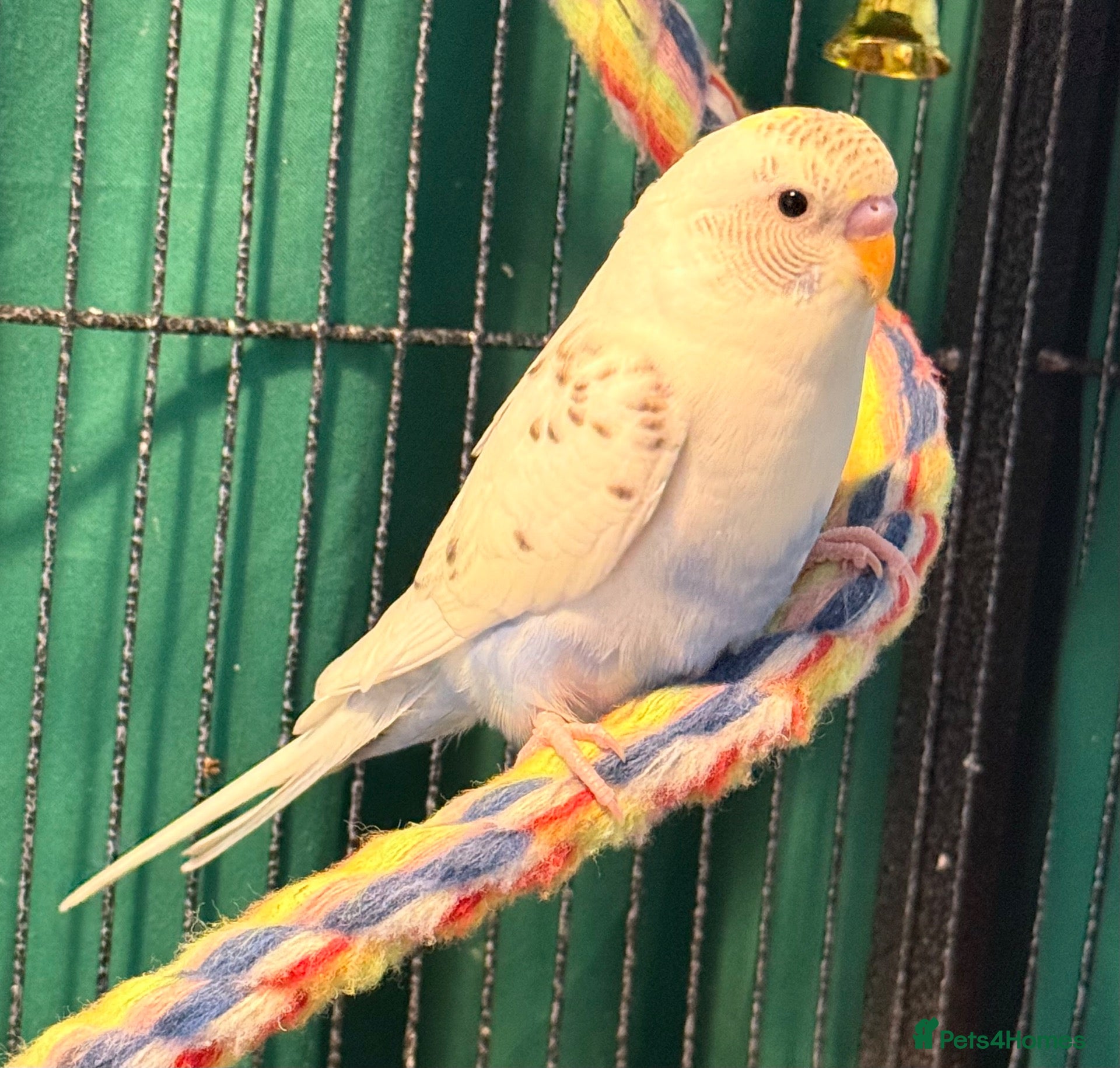 Budgerigars birds Young Budgies 8 to 10 Weeks Old Available  - Advert 2