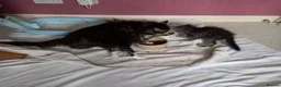 Maine Coon cats for sale: 3/4 mainecoon  kittens for sale  - Advert 4