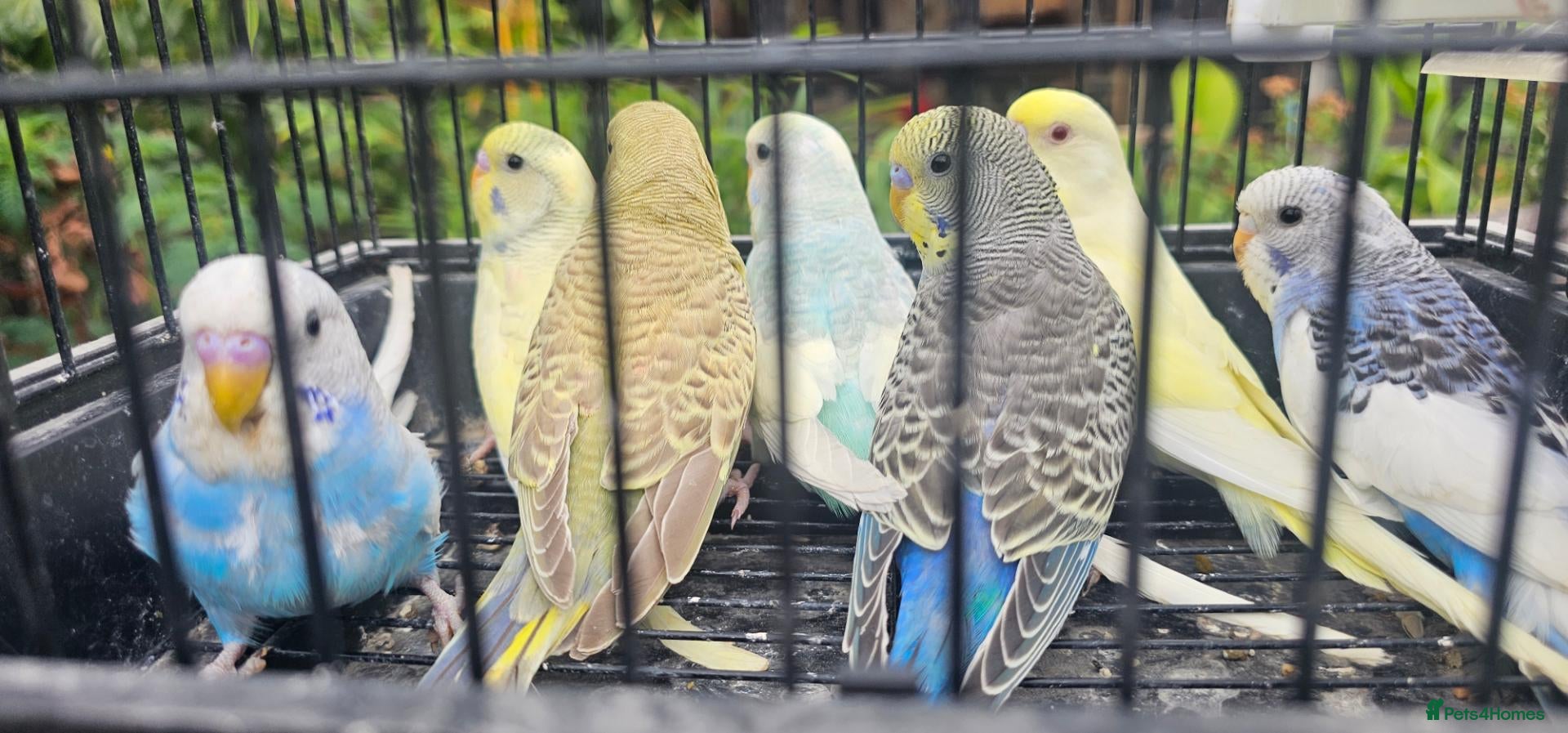 Budgerigars birds Baby budgies for sale  - Advert 1