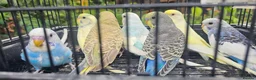 Budgerigars birds for sale: Baby budgies for sale  in Waltham Abbey - Advert 1