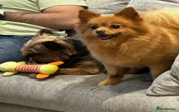 Yorkshire Terrier dogs for sale: Max & Mollie - Image 3
