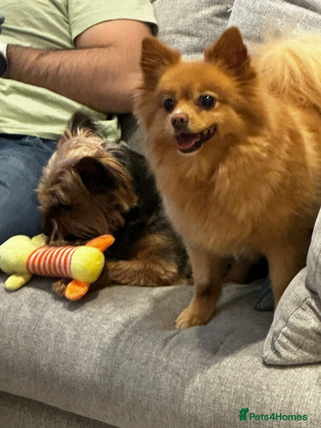 Yorkshire Terrier dogs for sale: Max & Mollie - Image 3