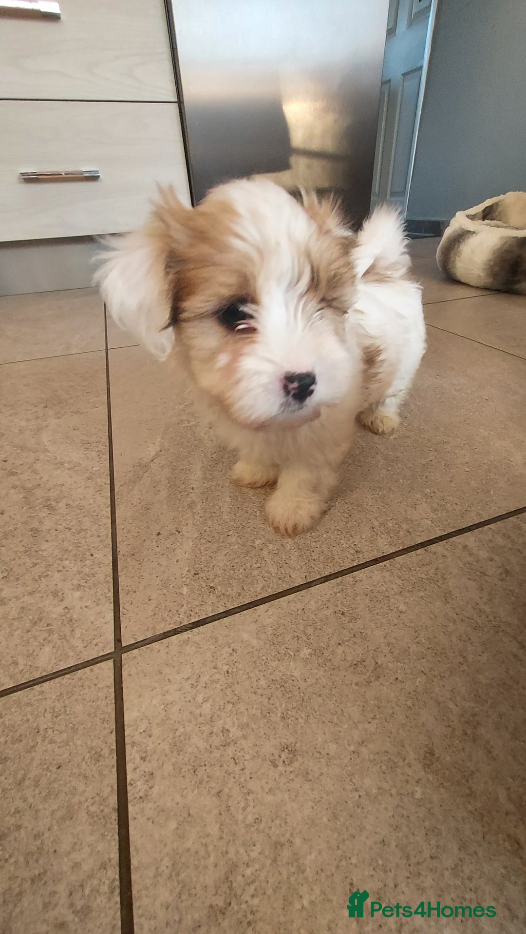 Yorkshire Terrier dogs for sale: Yorkshire terrier biewer  - Image 2