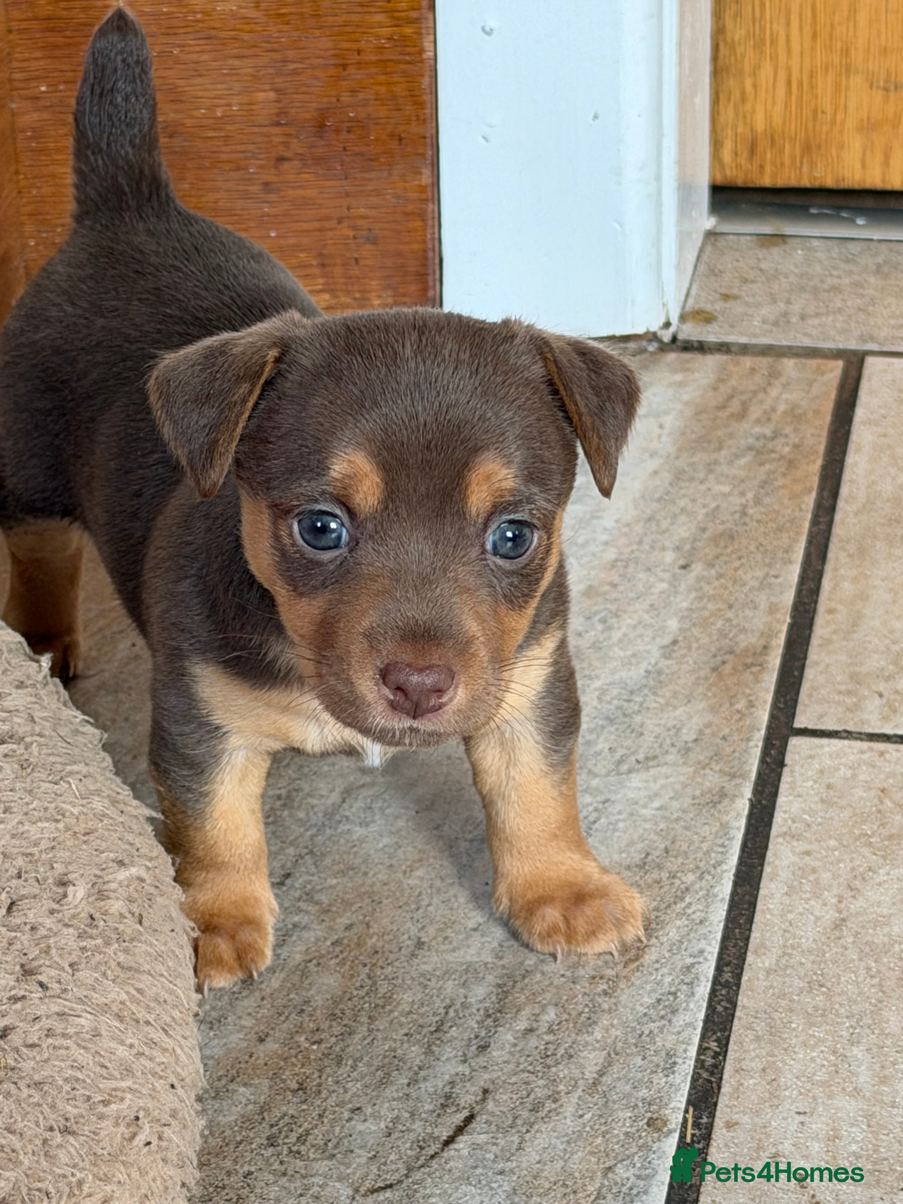Jack Russell dogs Jack Russell Puppies - Advert 2