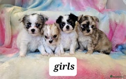 Chihuahua dogs for sale: Fluffy gorgeous chihuahua x Korean maltese  - Image 4