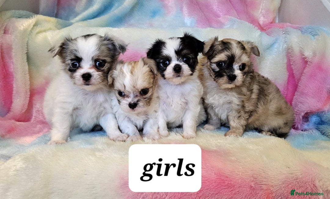Chihuahua dogs for sale: Fluffy gorgeous chihuahua x Korean maltese  - Image 4