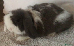 Mini Lop rabbits for sale: Mini lop buck - Image 3