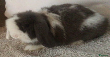 Mini Lop rabbits - Advert 4