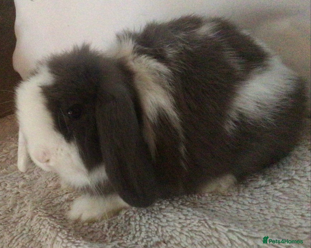 Mini Lop rabbits for sale: Mini lop buck - Image 3