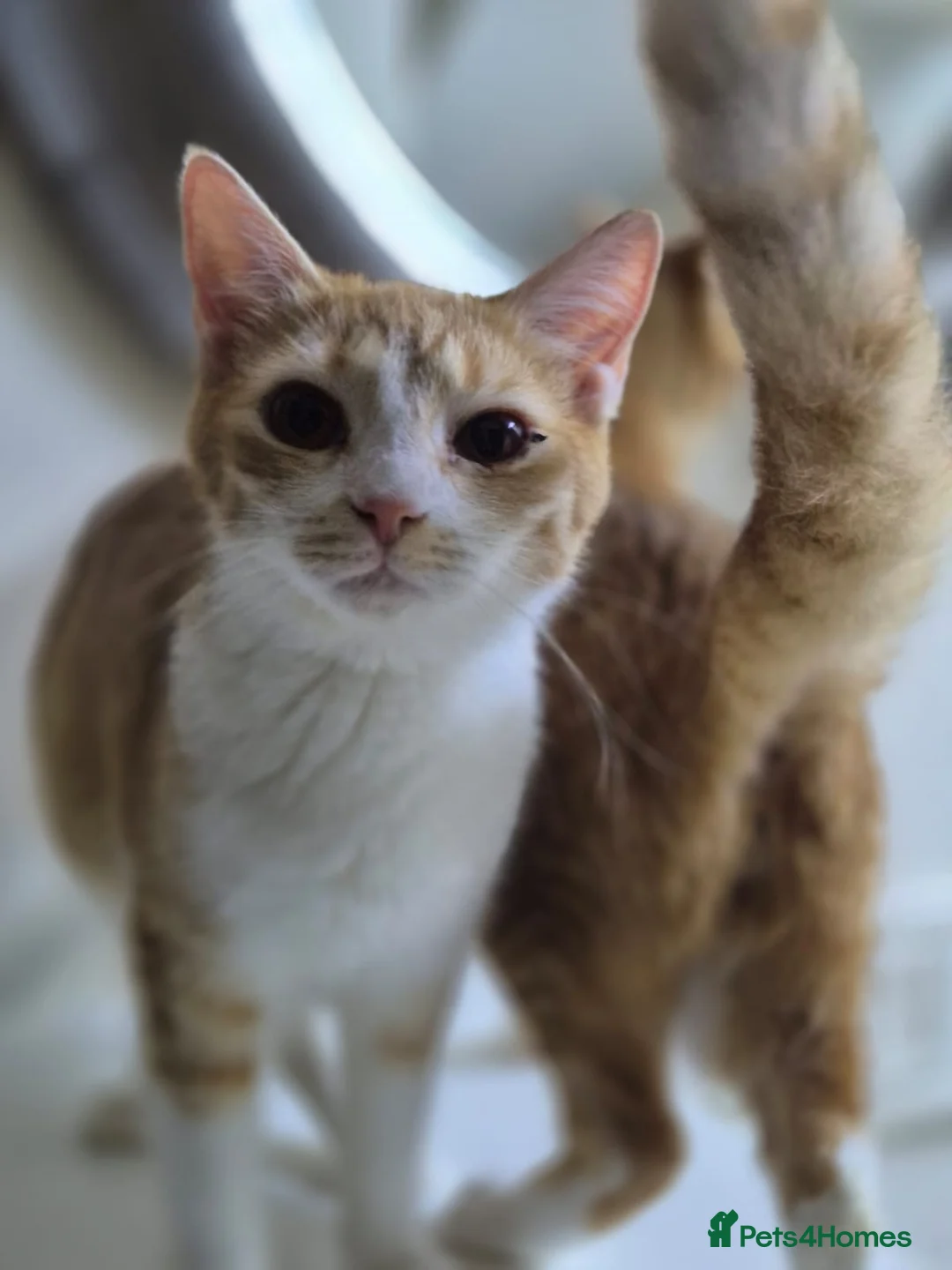 Domestic Shorthair cats for adoption: Marigold & Sunflower - Advert 1