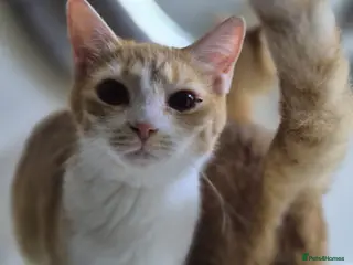 Domestic Shorthair cats Marigold & Sunflower - Advert 1