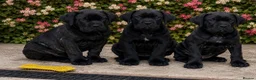 Cane Corso dogs for sale: *Ready Now* Last Girl Champion Bloodline  - Advert 9