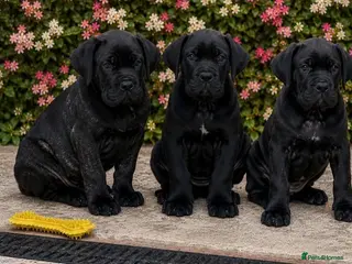 Cane Corso dogs *Ready Now* Champion Bloodline Cane Corso’s - Advert 7