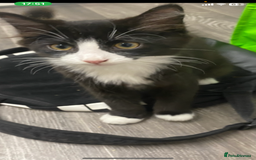 Mixed Breed cats for sale: Beautiful loving kitten  - Image 3