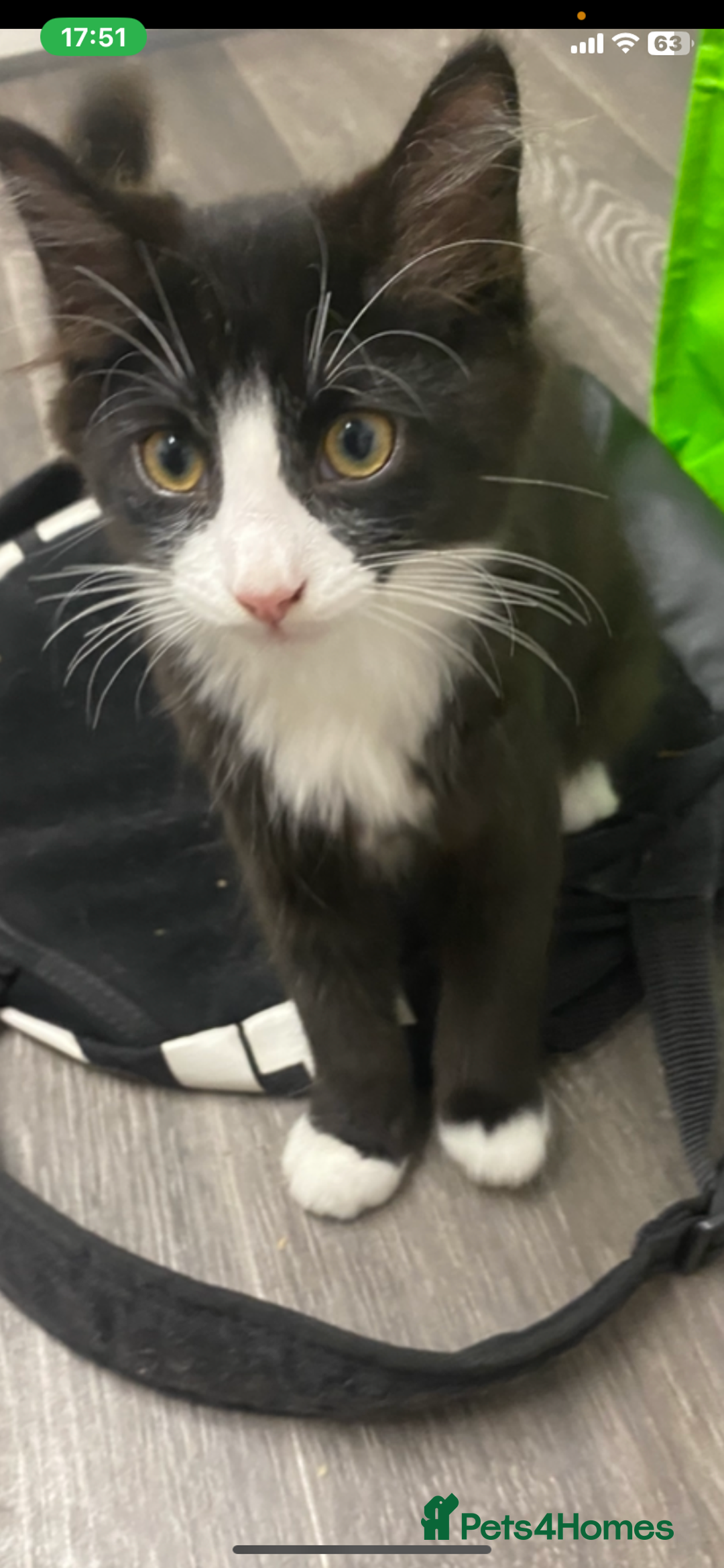 Mixed Breed cats for sale: Beautiful loving kitten  - Image 3